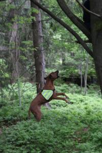 2018 Ausbildungswoche Arber